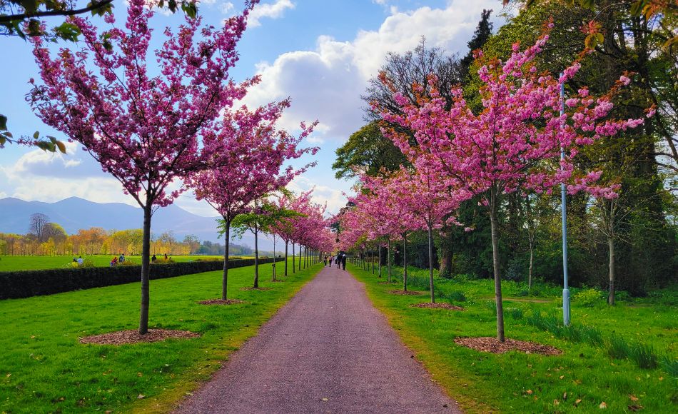 Photo of the cherry blossom trees near Killarney House.