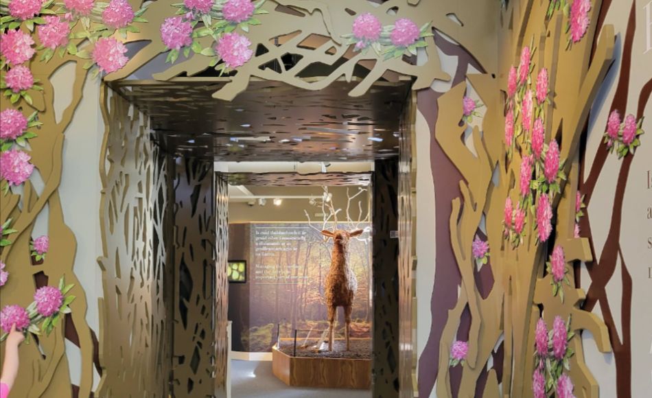Photo of a flora and fauna exhibit in Killarney House.