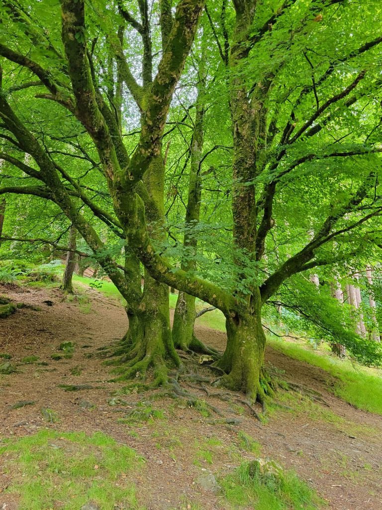 Photo of the greenery and woods in Glendalough, Ireland.